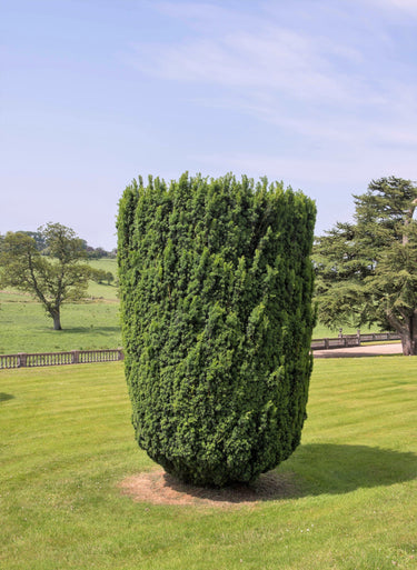 10 PACIFIC YEW Tree Taxus Baccata Brevifolia Evergreen Conifer Sun or Shade Red Ornamental Berry Native Tree Seeds